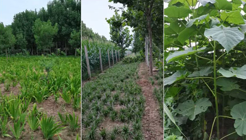 如何確定河南白蠟苗的施肥量？